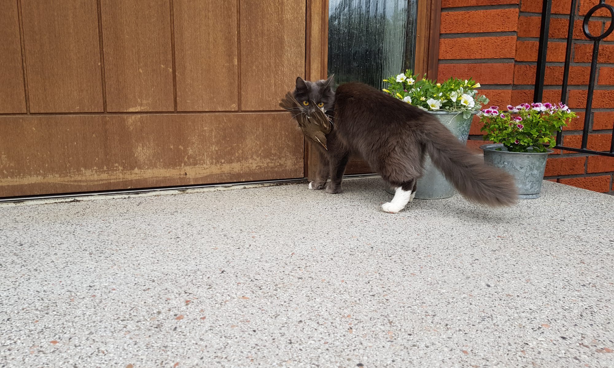 The Cat